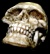 Europa Skull