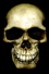 Urchin Skull