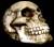 Ludwig Skull
